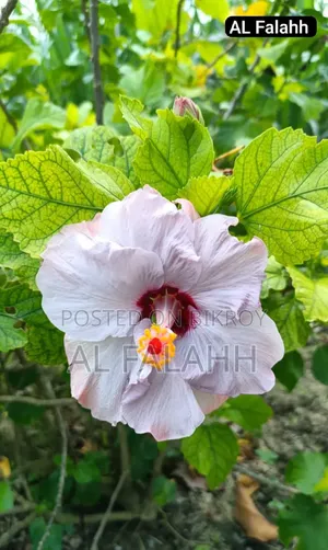জবা ফুলের চারা