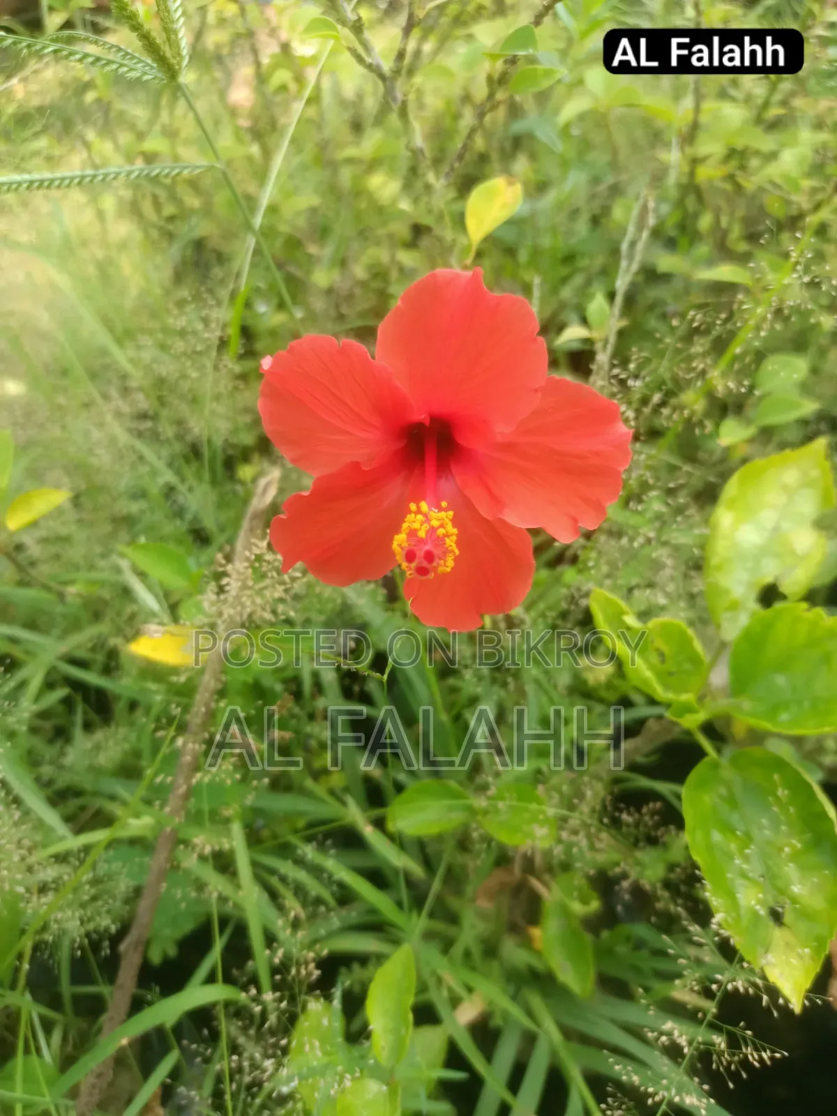 জবা ফুলের চারা