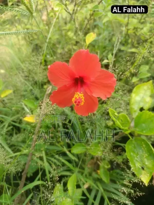 জবা ফুলের চারা