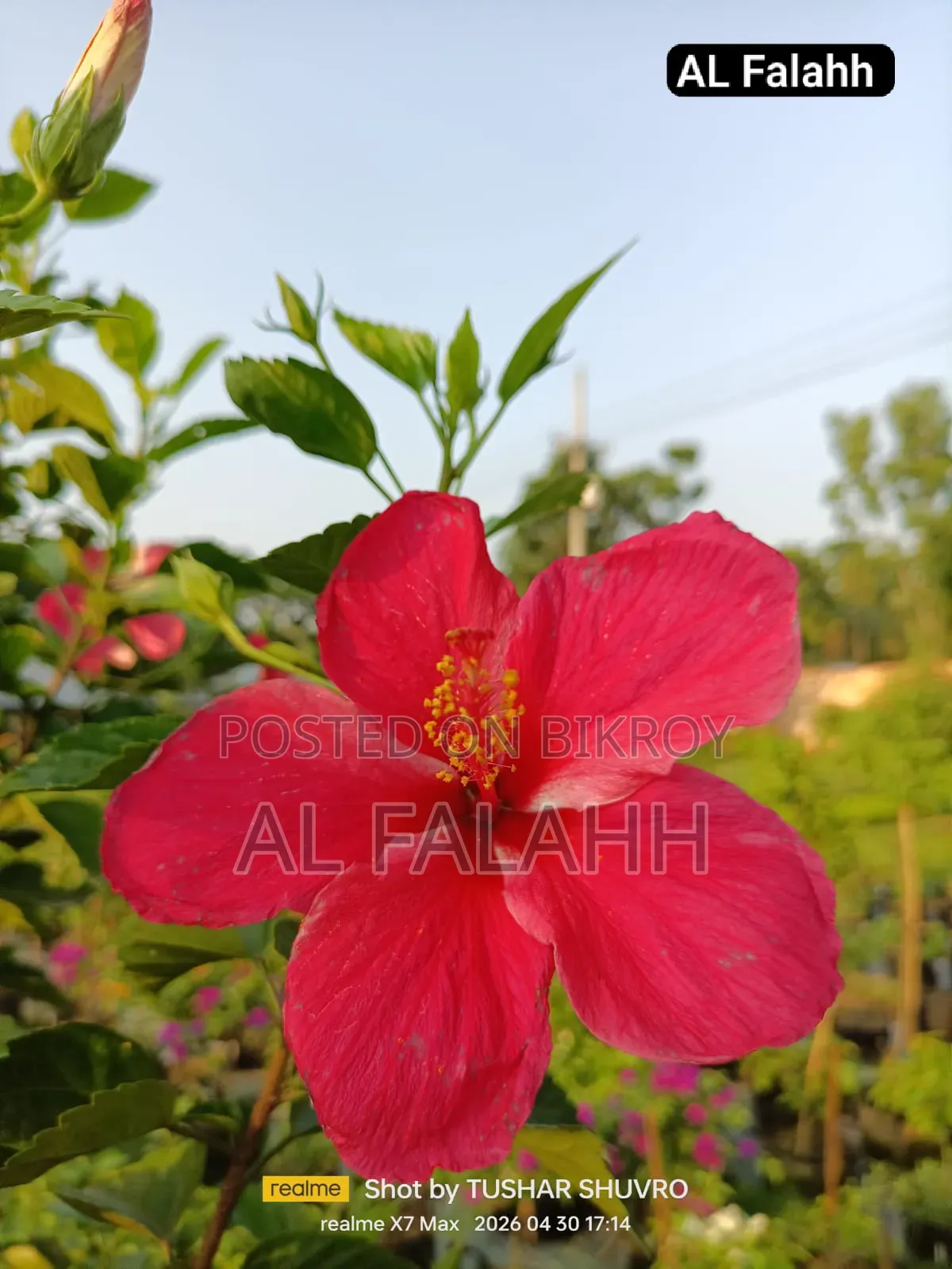 জবা ফুলের চারা