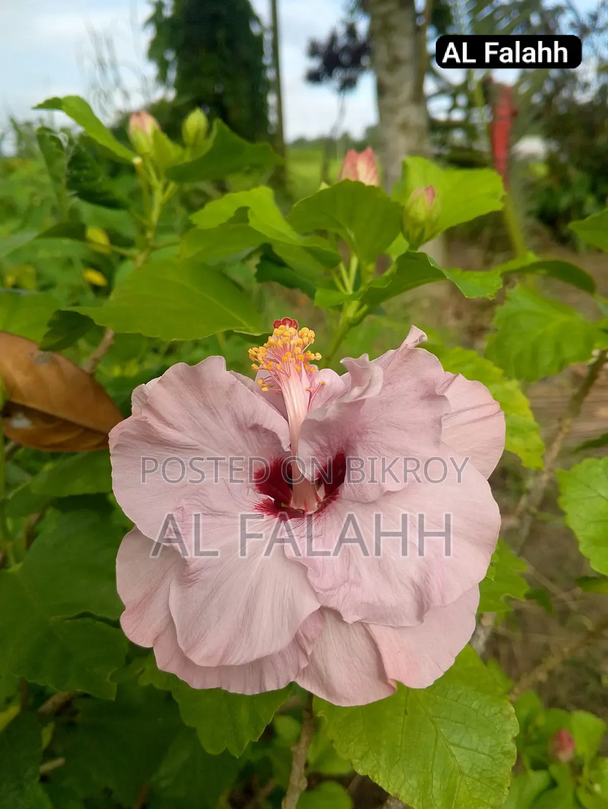 জবা ফুলের চারা