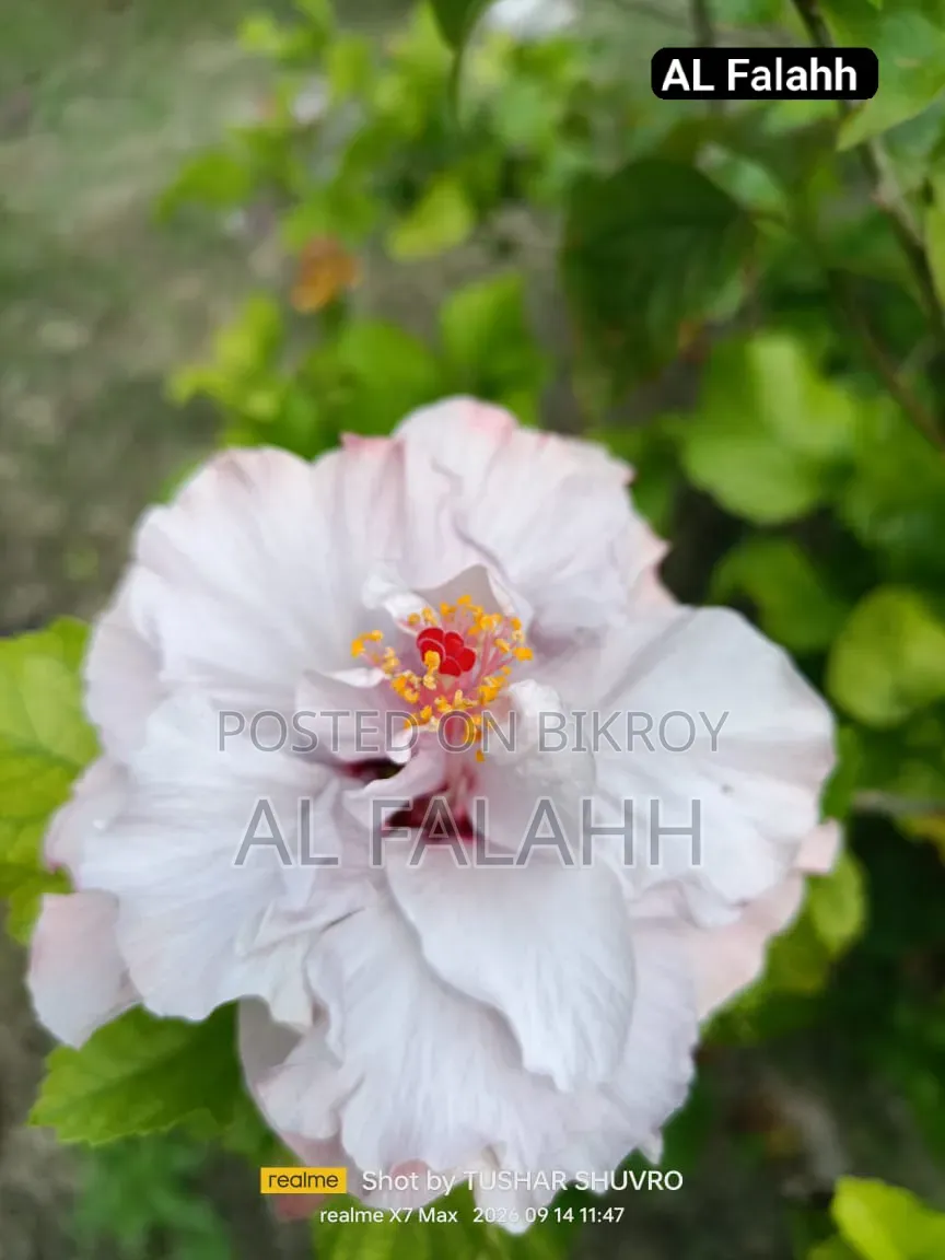 জবা ফুলের চারা