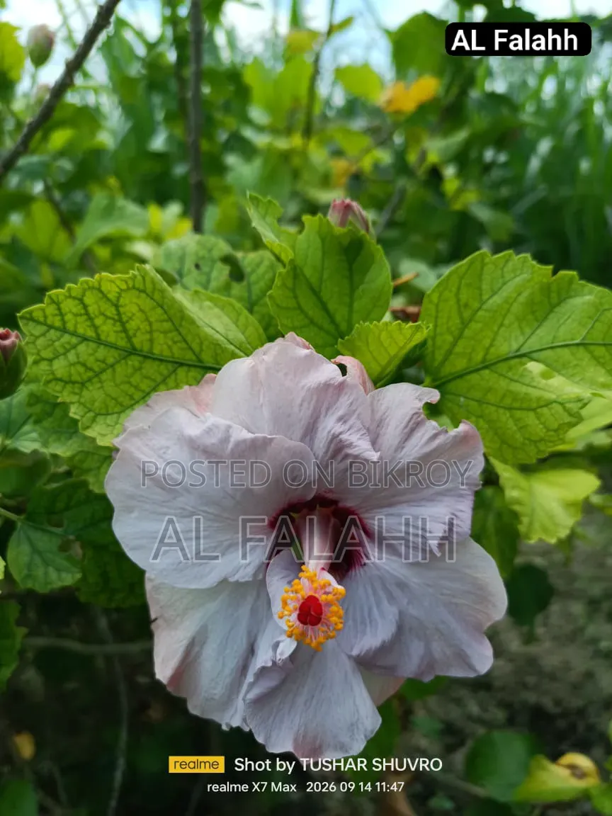 জবা ফুলের চারা