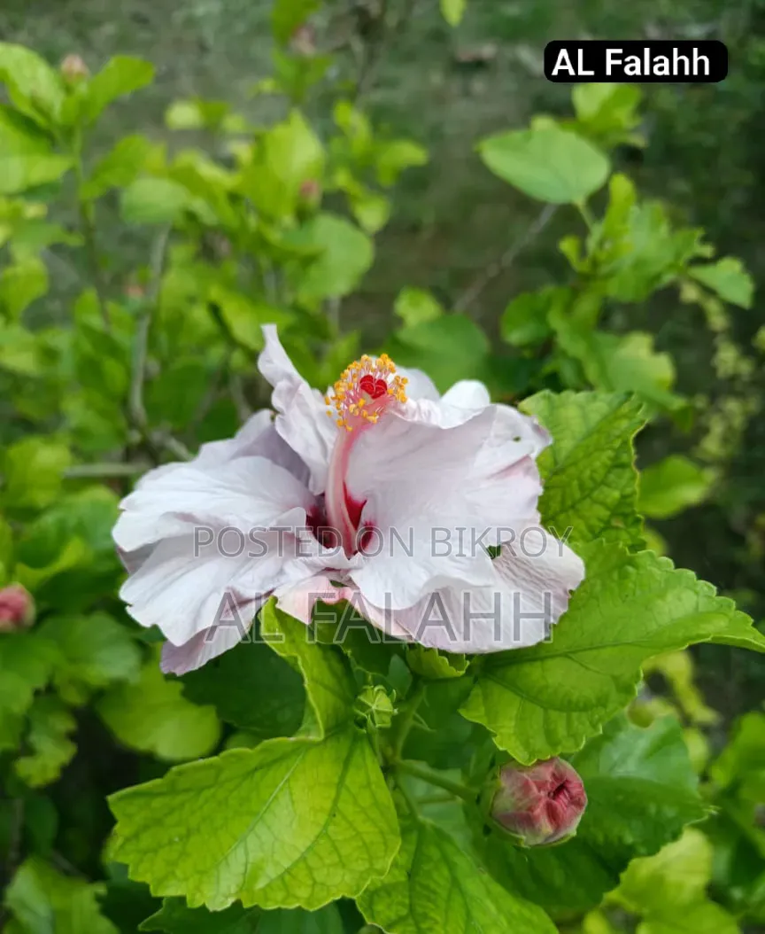 জবা ফুলের চারা
