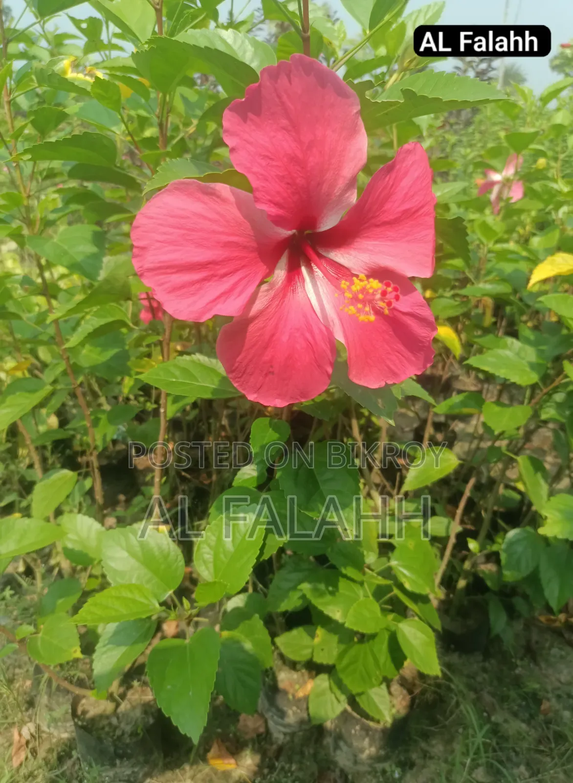 জবা ফুলের চারা