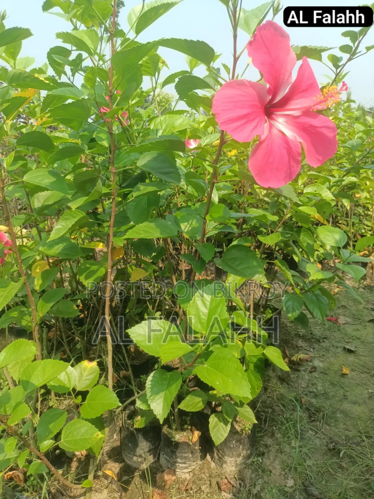 জবা ফুলের চারা