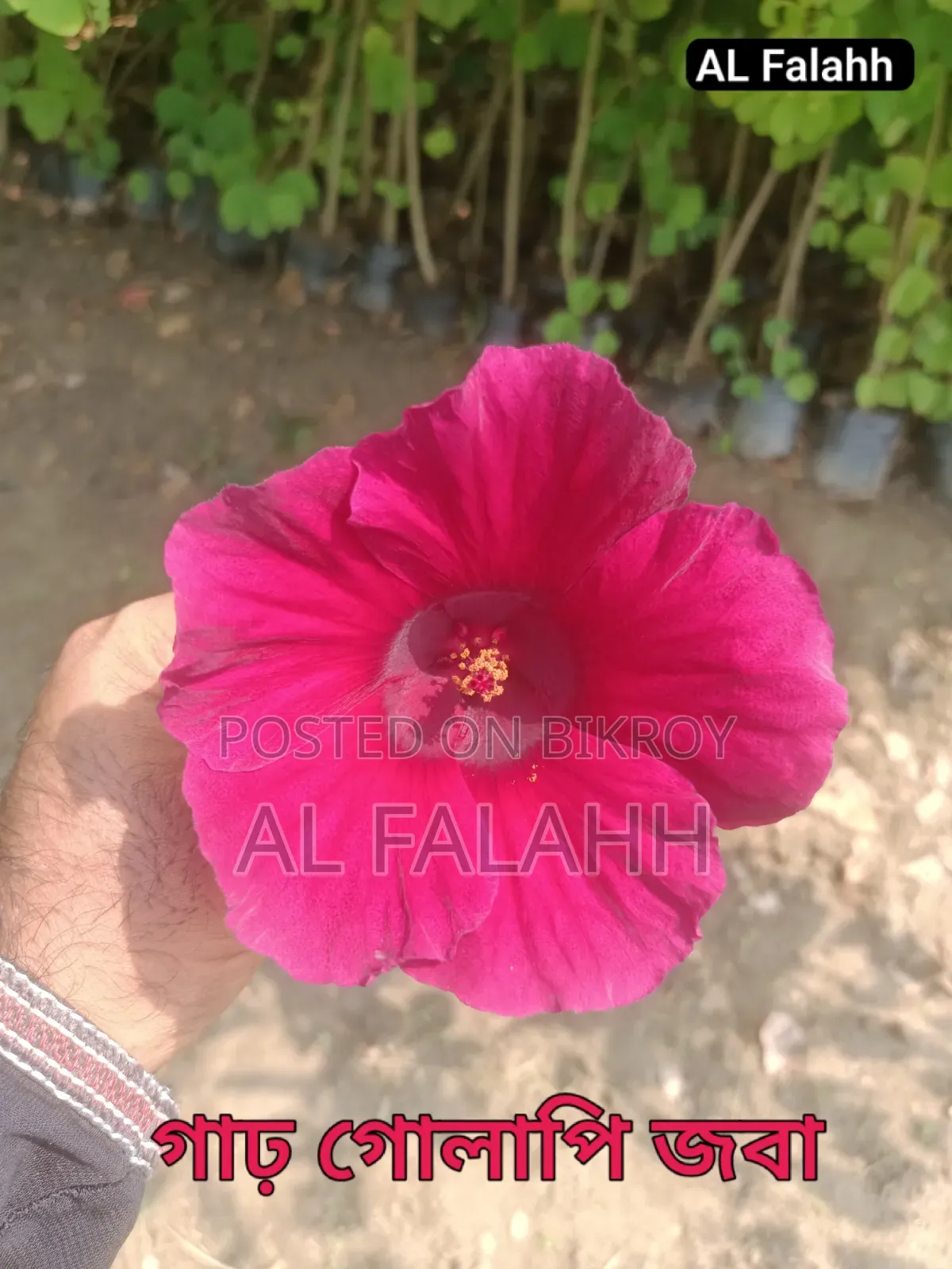 জবা ফুলের চারা
