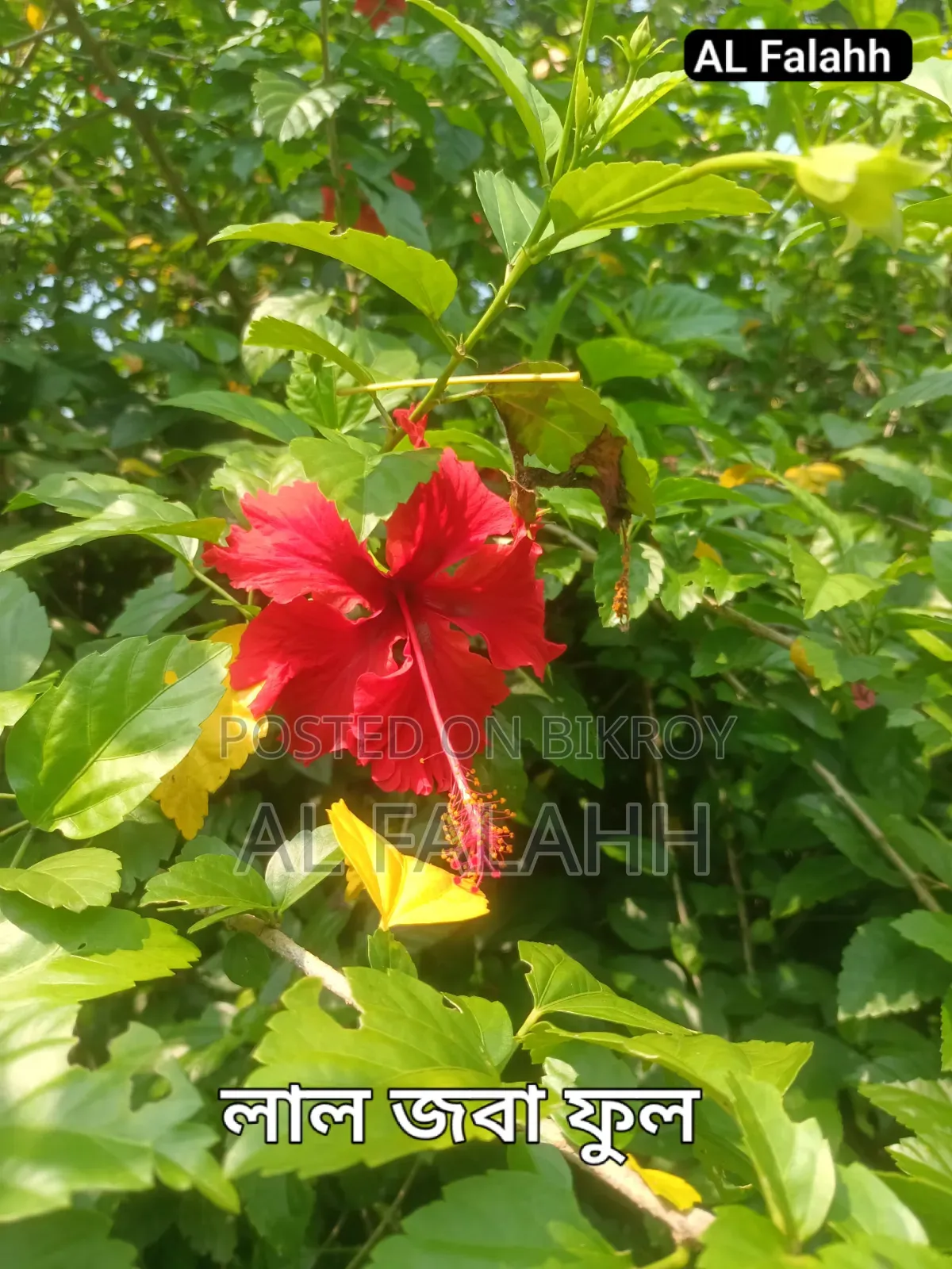 জবা ফুলের চারা
