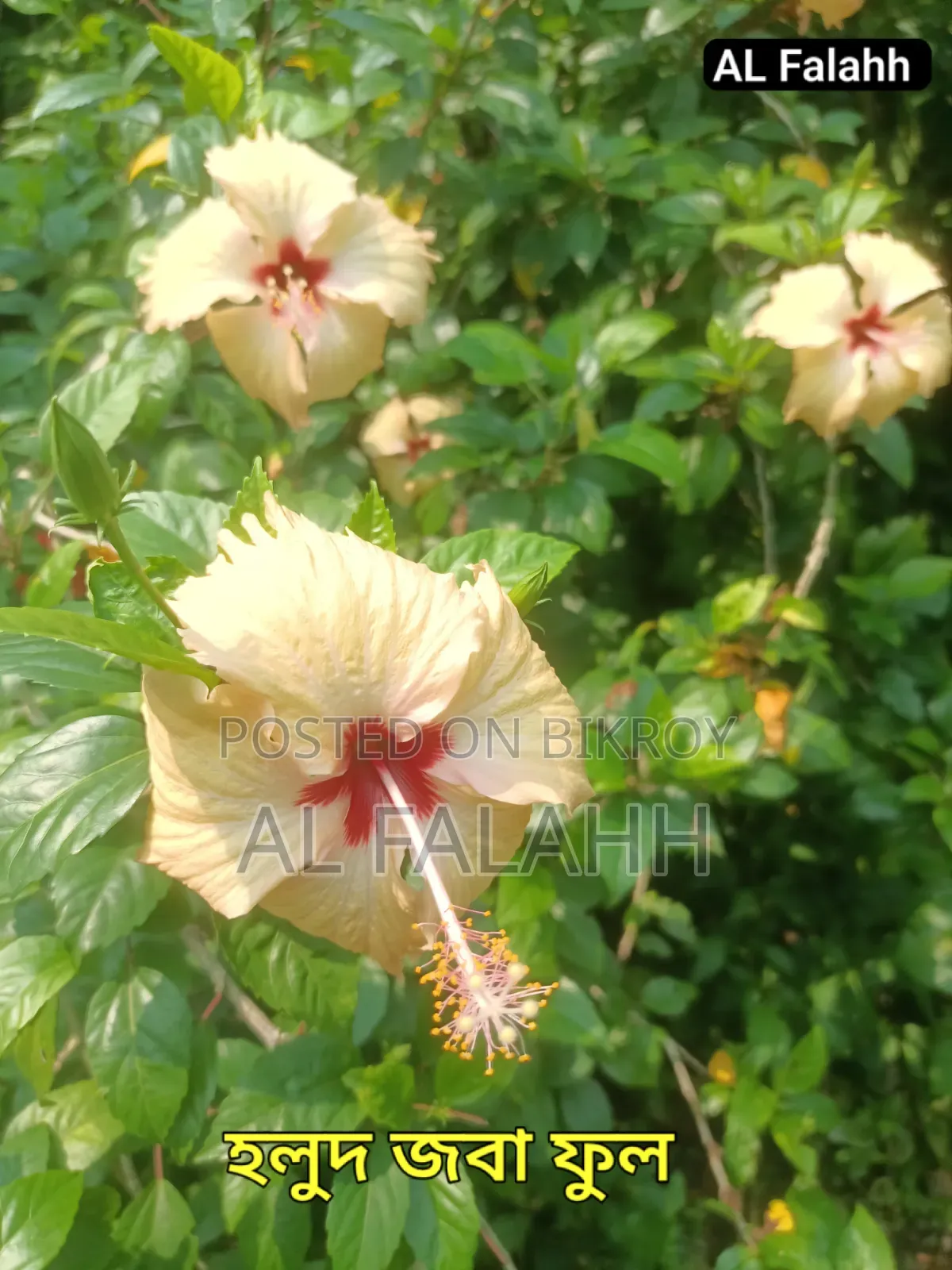 জবা ফুলের চারা