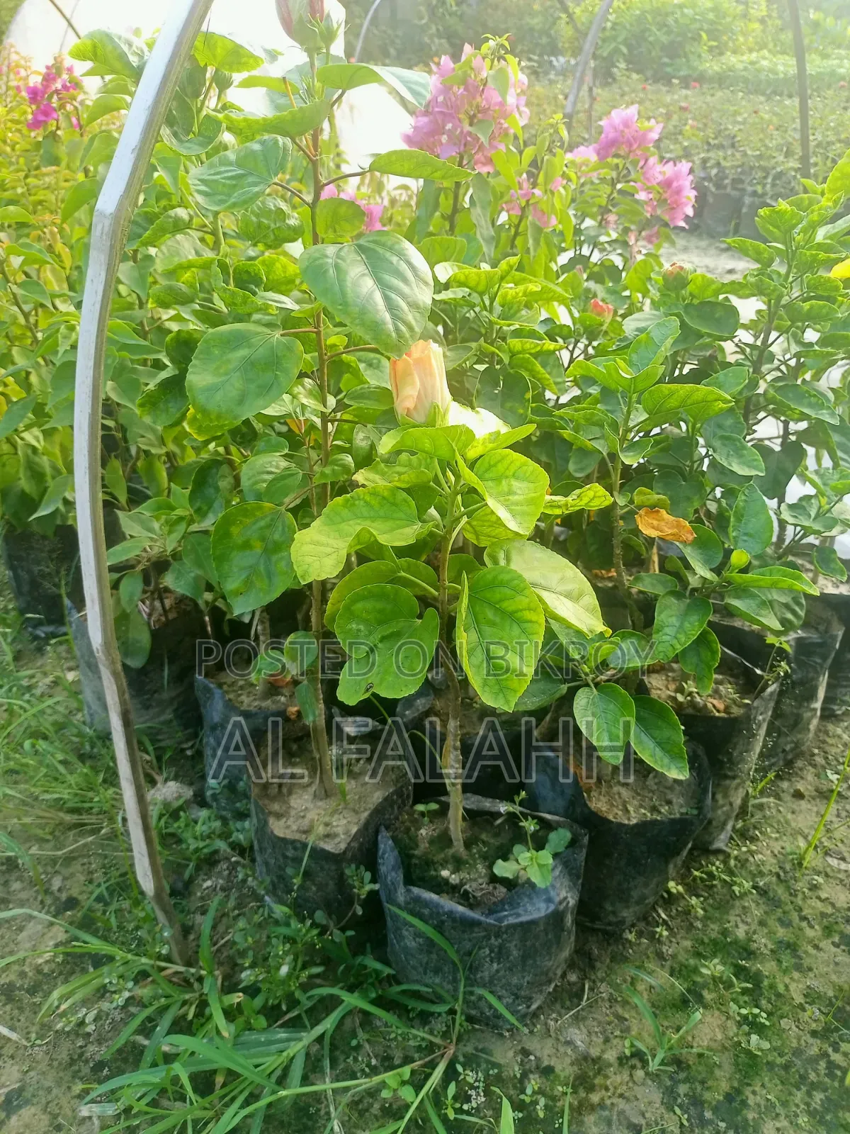 জবা ফুলের চারা