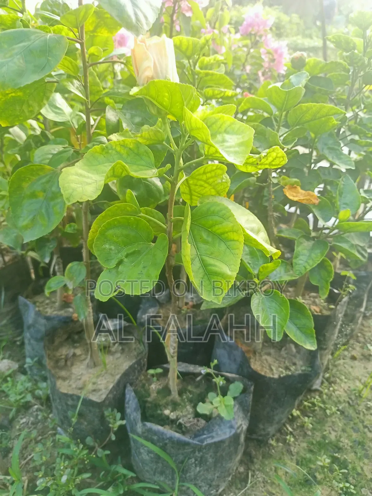 জবা ফুলের চারা