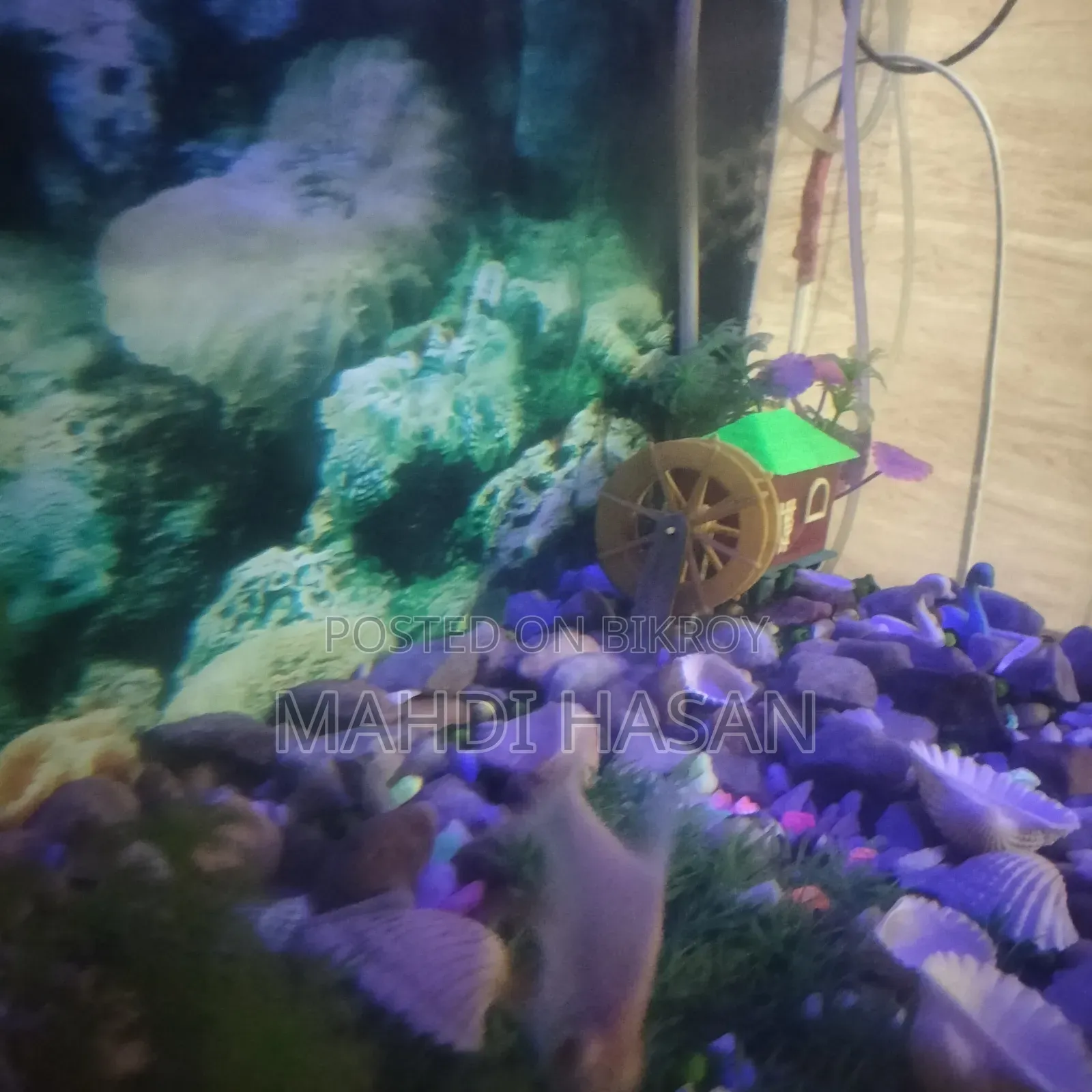  Aquarium Set for Sale — with fish, oxygen pump, food, and medicine!