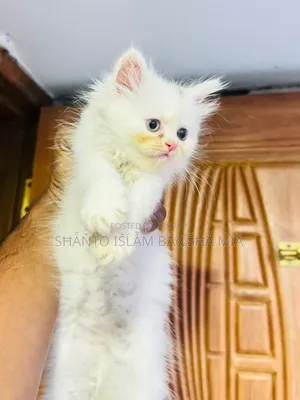 1-3 months Male Purebred Persian