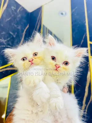 1-3 months Male Purebred Persian