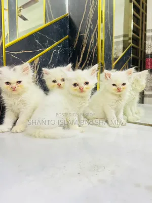 1-3 months Male Purebred Persian