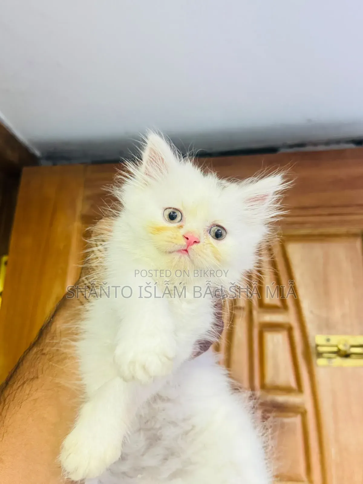 1-3 months Male Purebred Persian