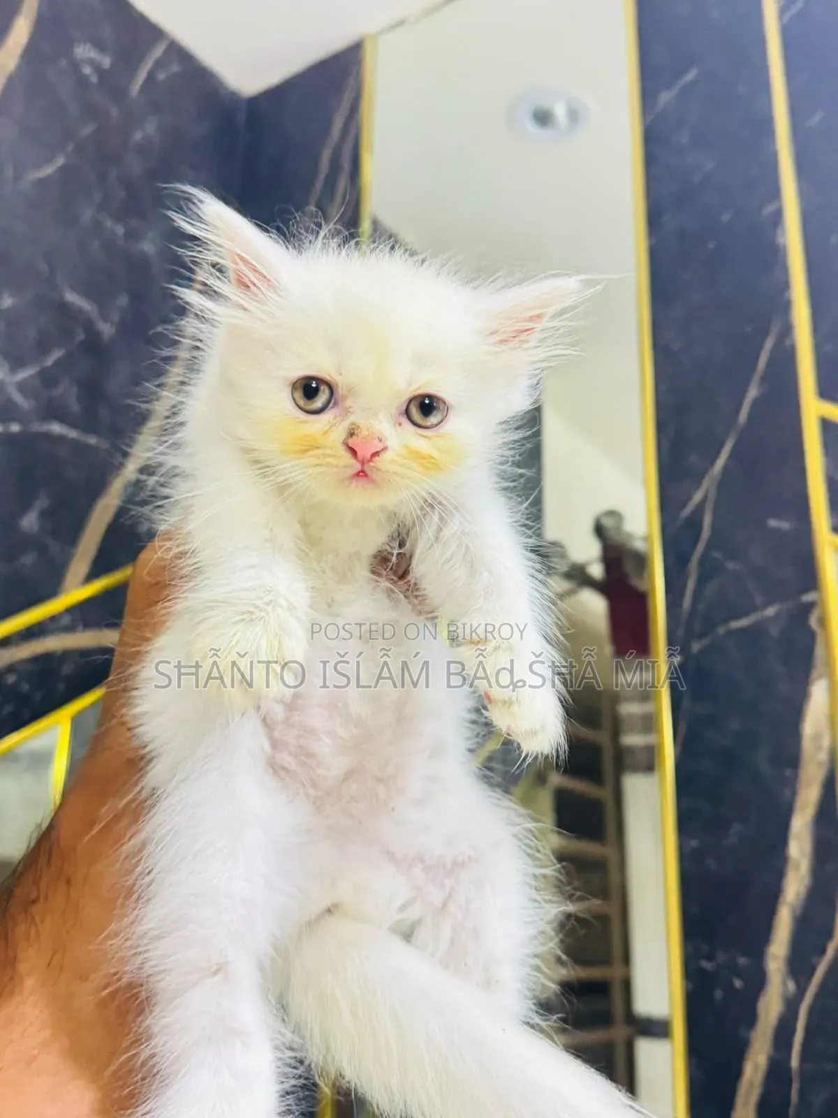 1-3 months Male Purebred Persian
