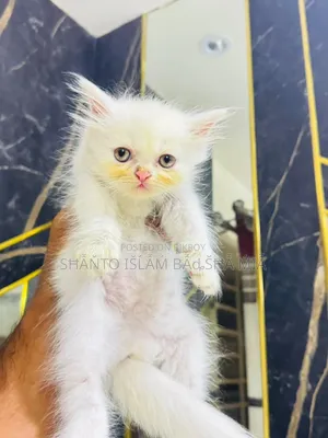1-3 months Male Purebred Persian