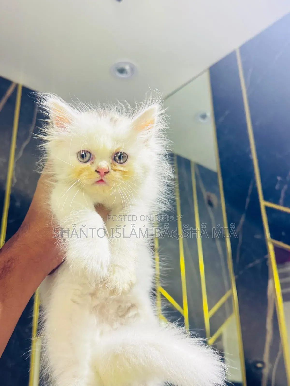 1-3 months Male Purebred Persian