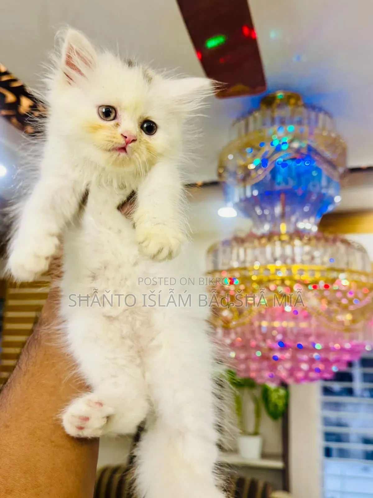 1-3 months Male Purebred Persian