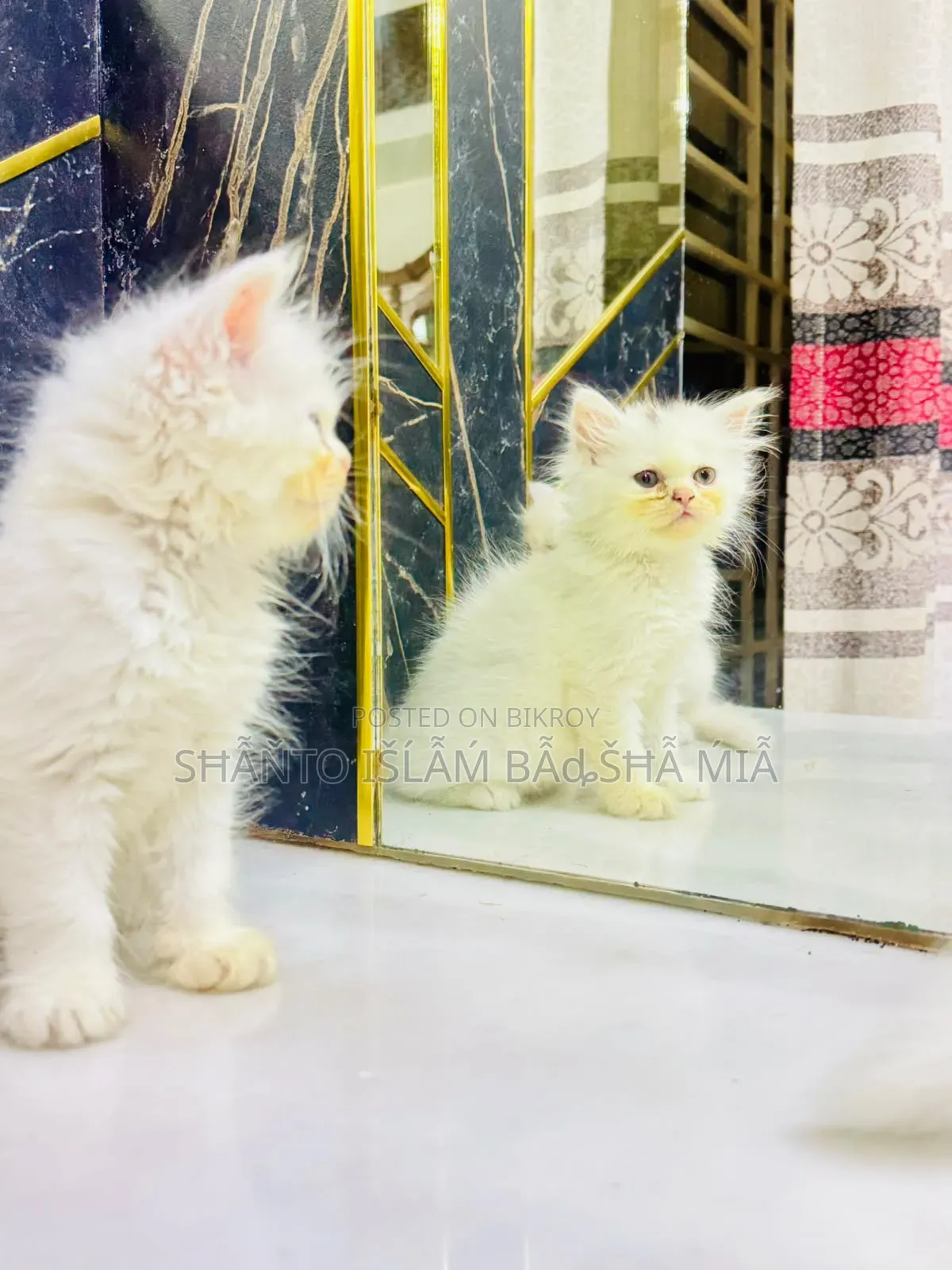 1-3 months Male Purebred Persian