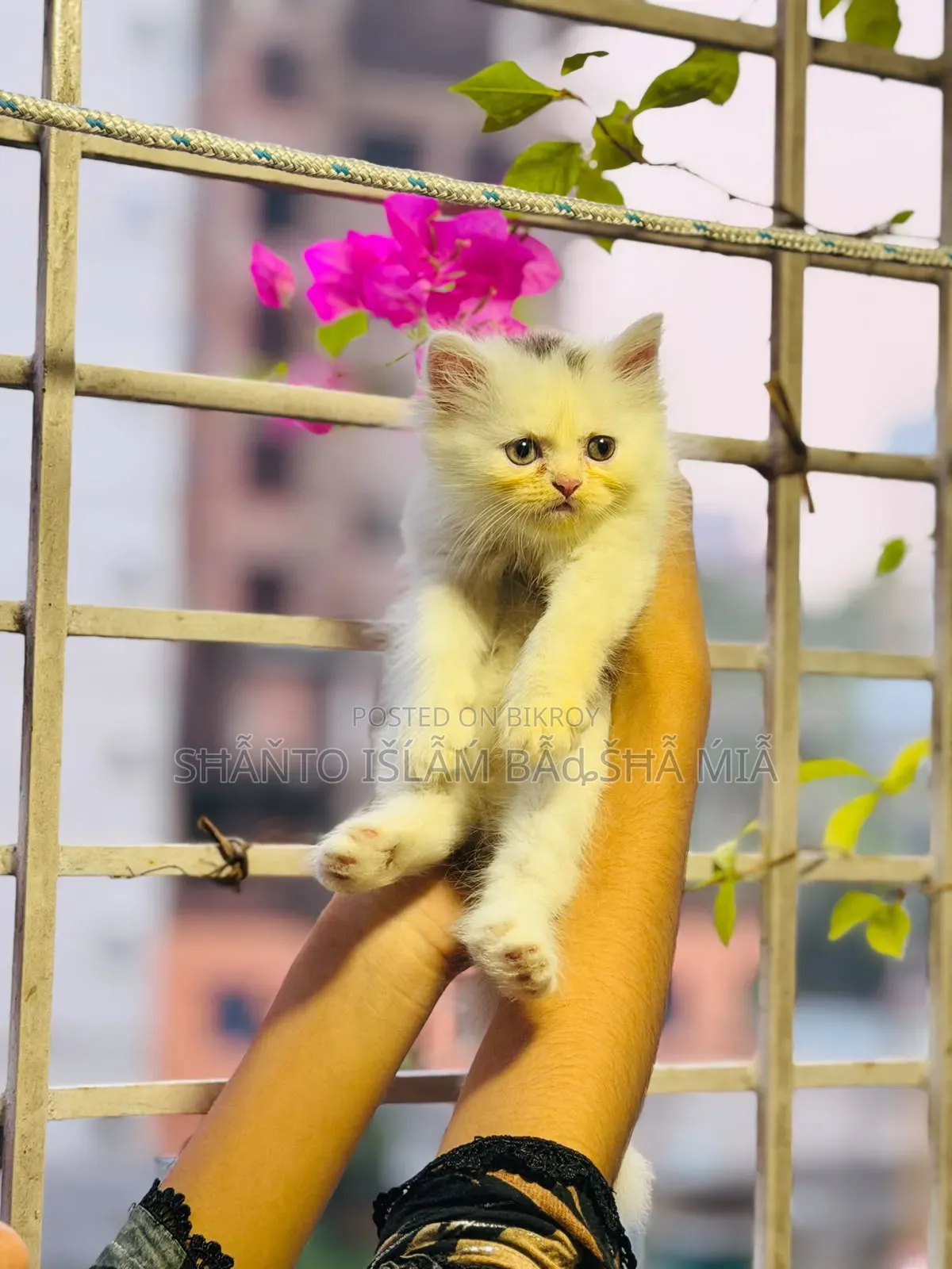 1-3 months Male Purebred Persian