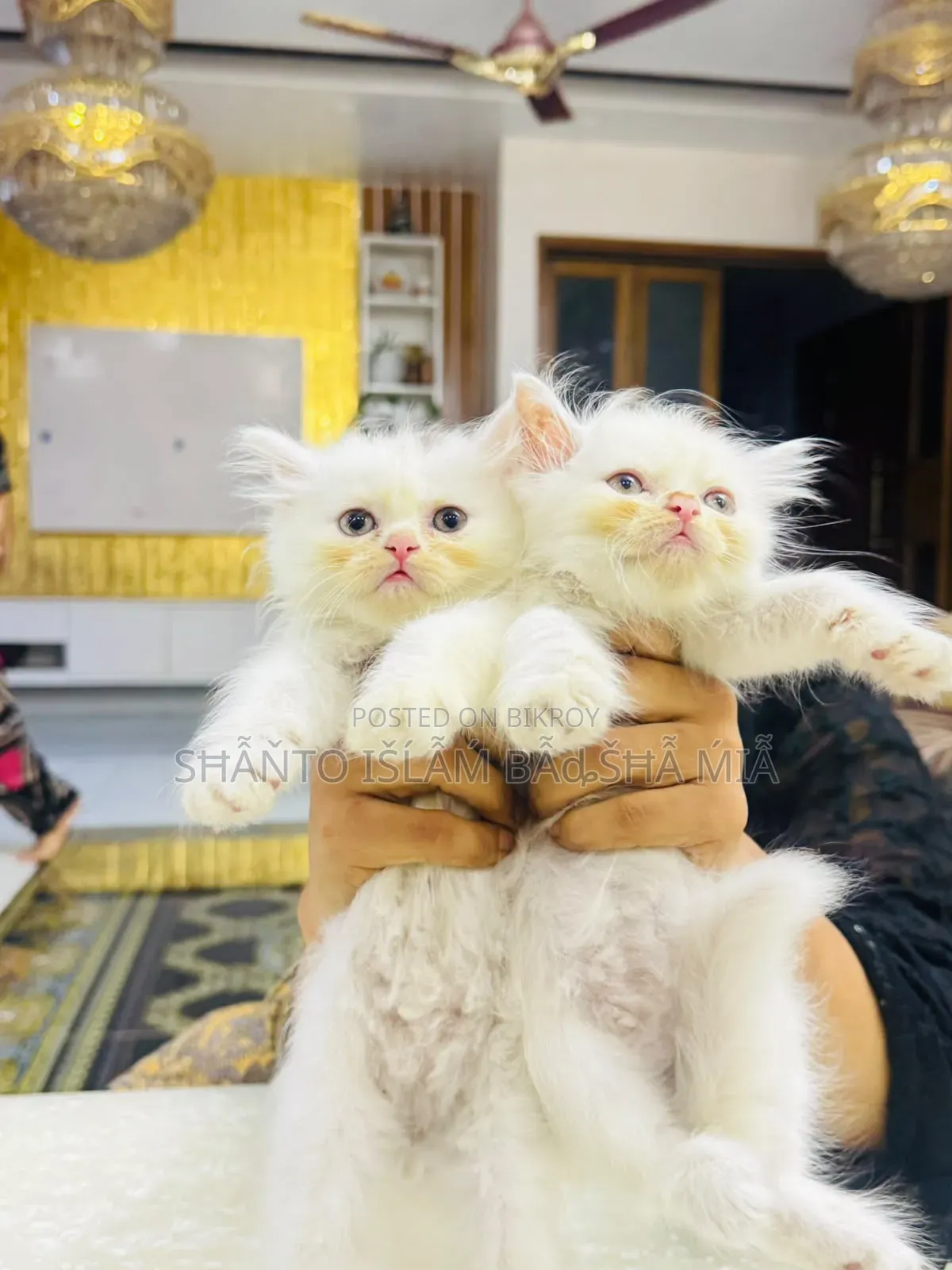 1-3 months Male Purebred Persian
