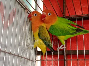 Lovebird Birds