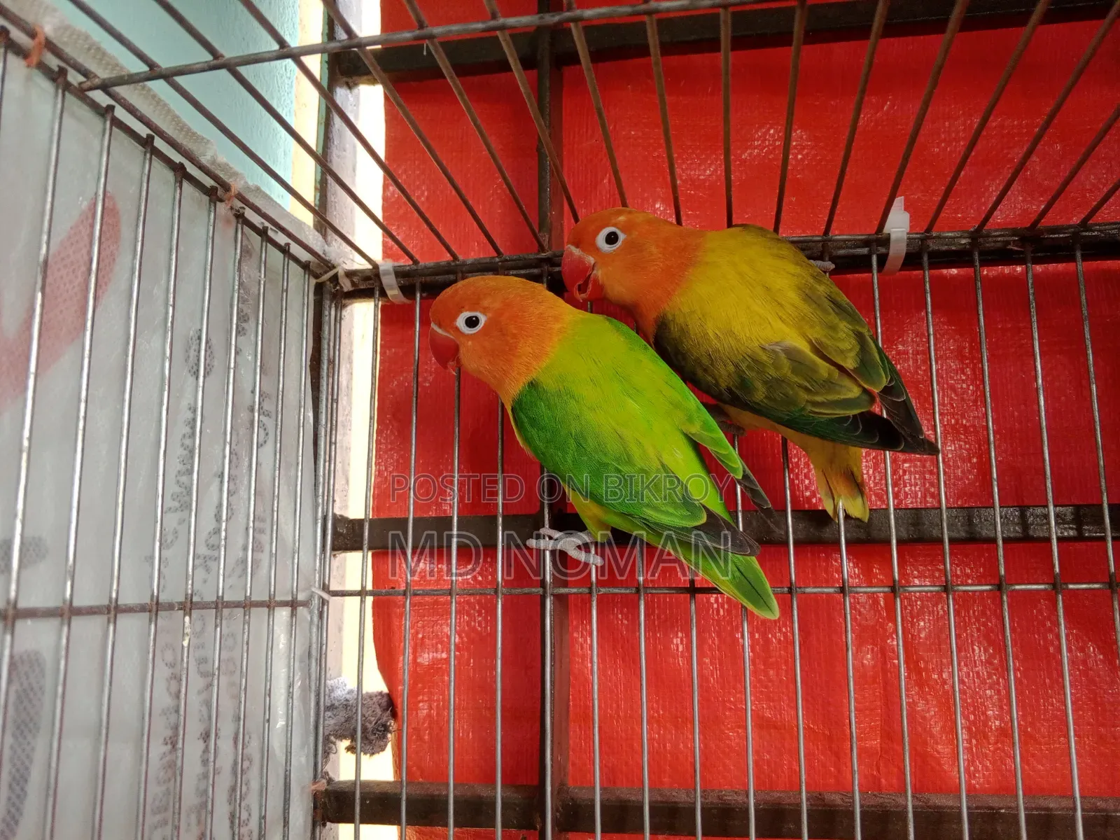 Lovebird Birds