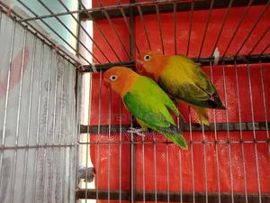 Lovebird Birds