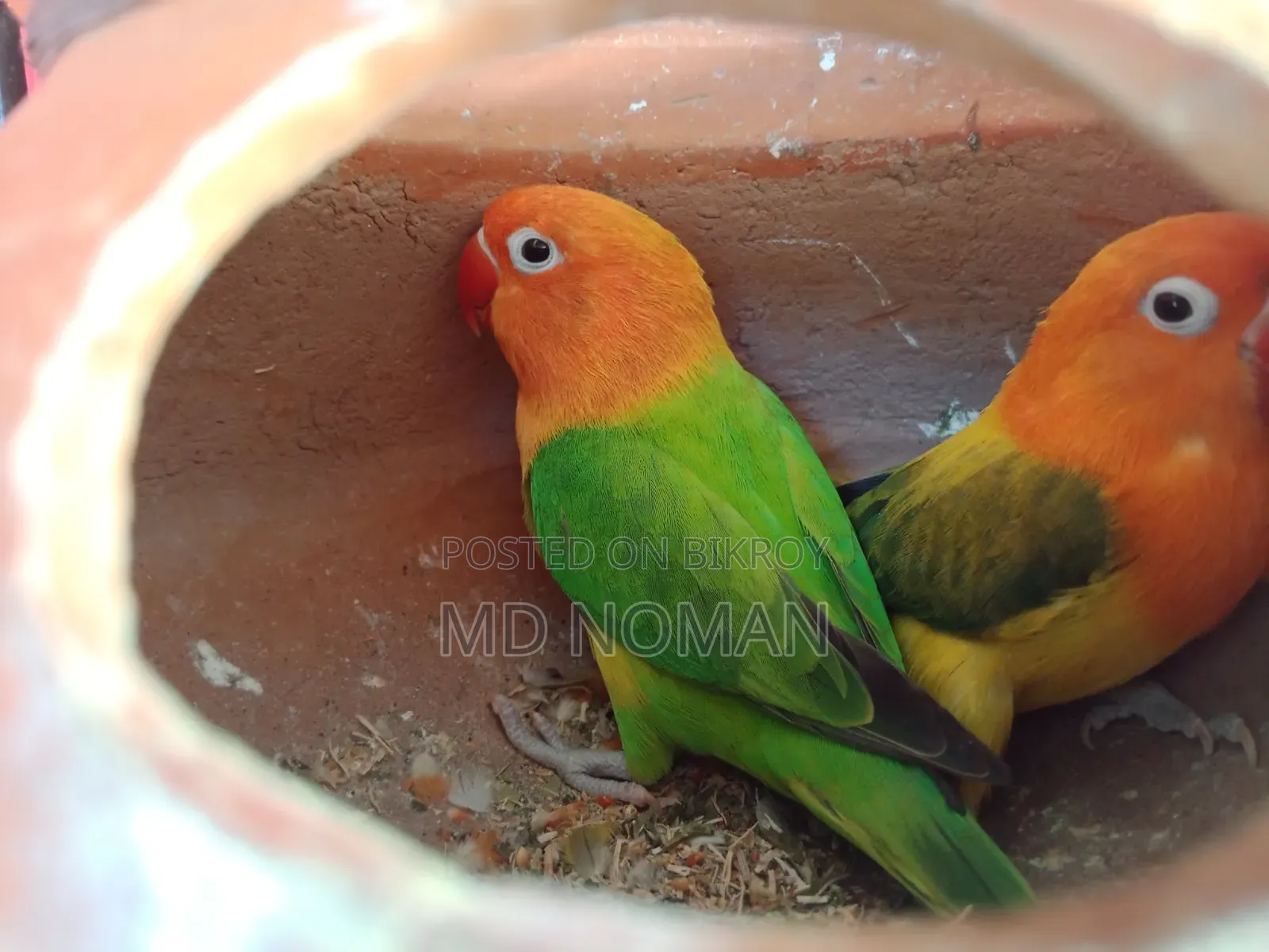 Lovebird Birds