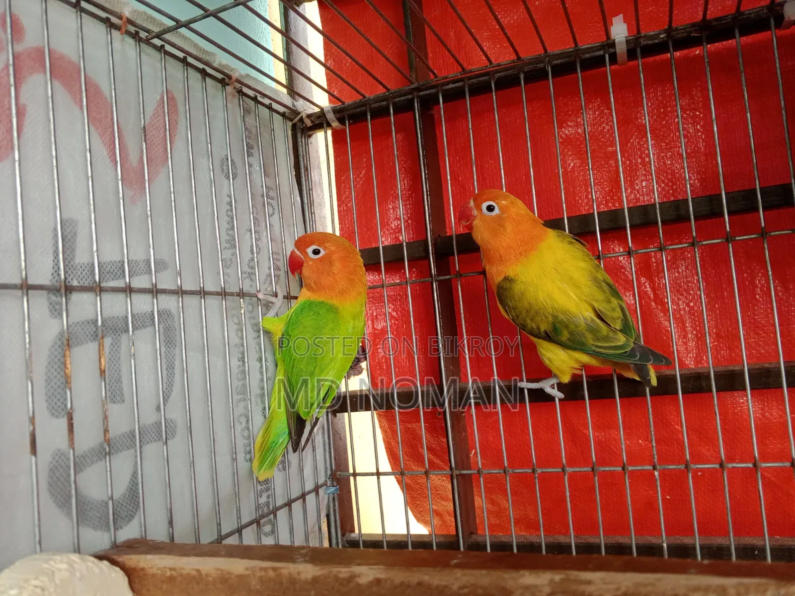 Lovebird Birds