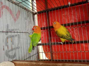 Lovebird Birds