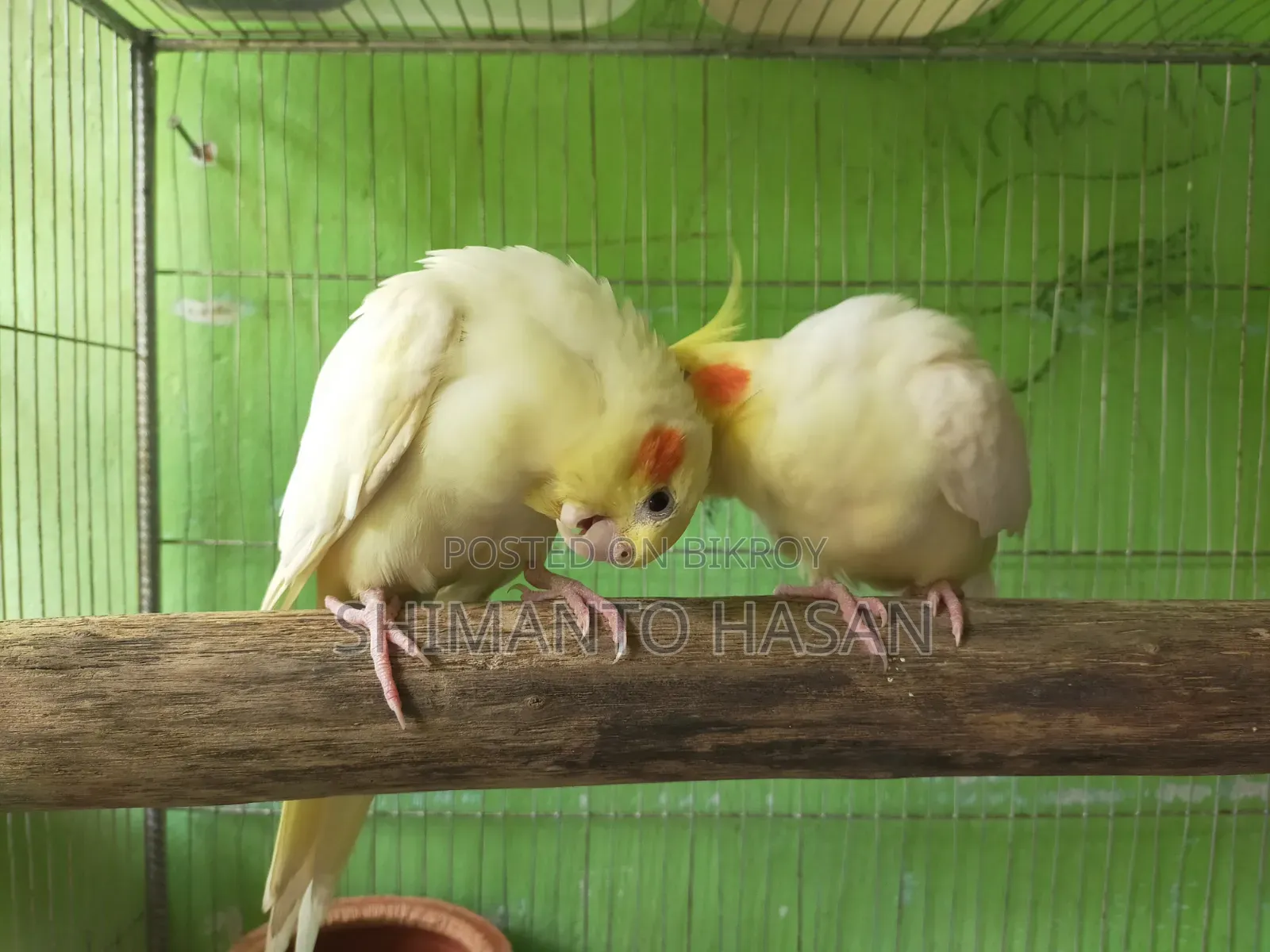 বাচ্চা সহ মাস্টার পেয়ার কোকাটেল পাখি।