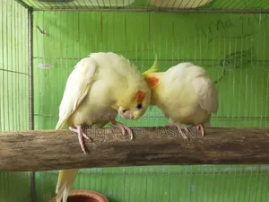 বাচ্চা সহ মাস্টার পেয়ার কোকাটেল পাখি।