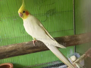 বাচ্চা সহ মাস্টার পেয়ার কোকাটেল পাখি।