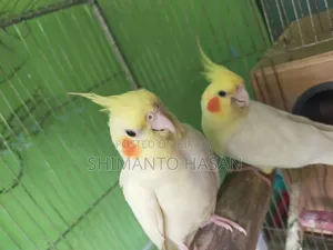 বাচ্চা সহ মাস্টার পেয়ার কোকাটেল পাখি।