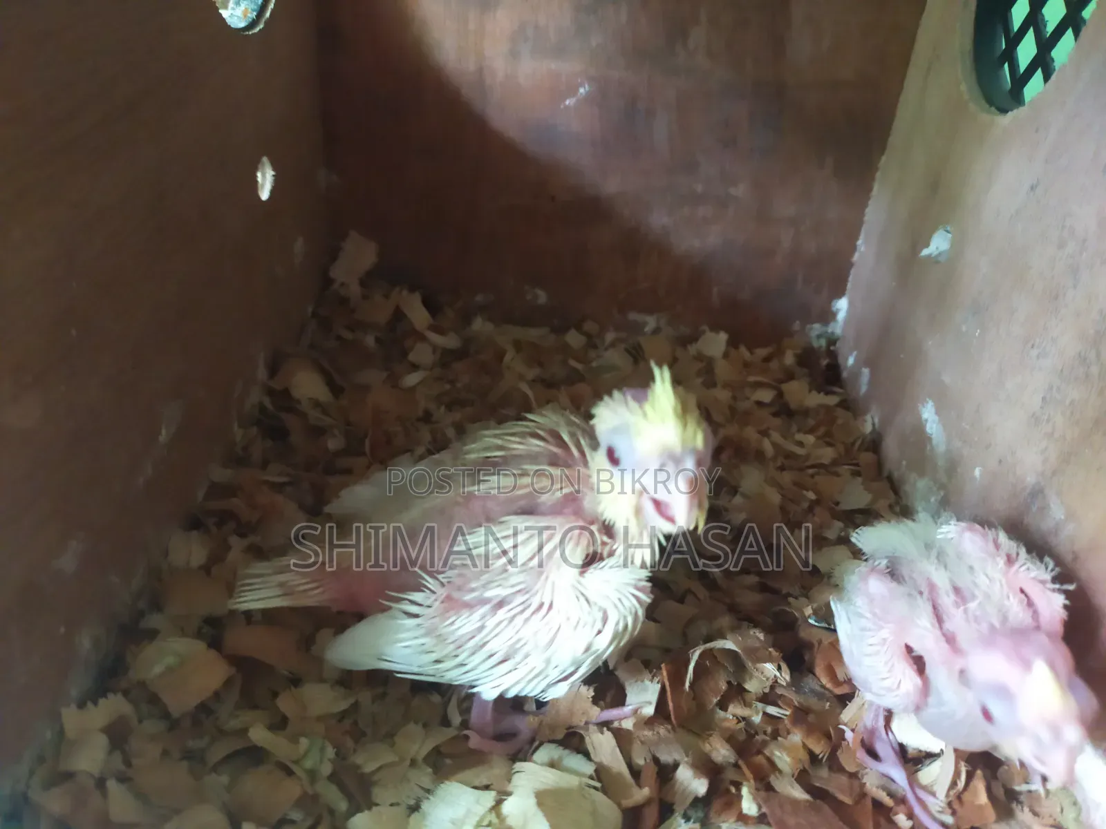 বাচ্চা সহ মাস্টার পেয়ার কোকাটেল পাখি।