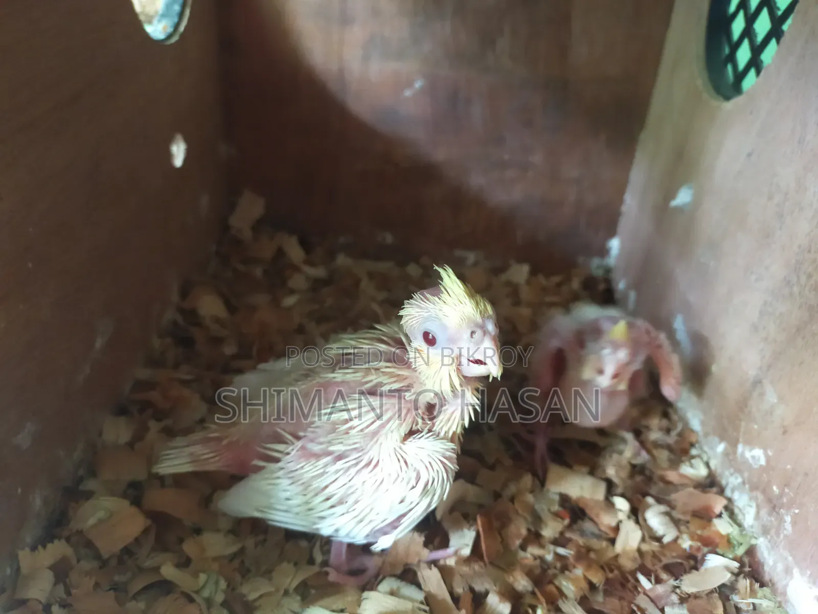 বাচ্চা সহ মাস্টার পেয়ার কোকাটেল পাখি।