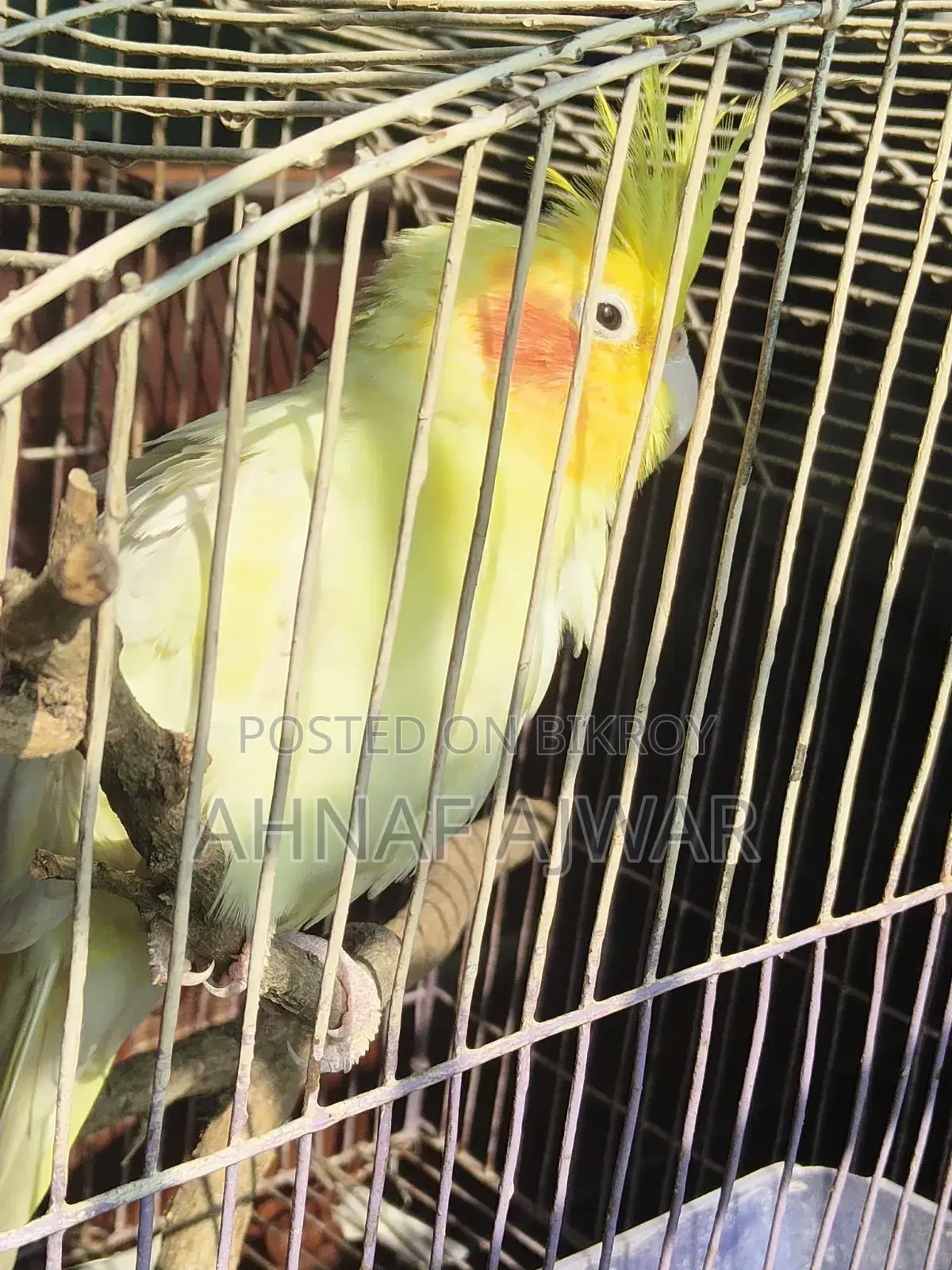 Cockatiel Bird
