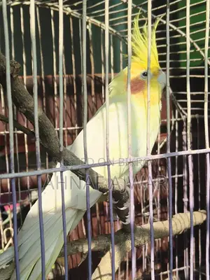 Cockatiel Bird