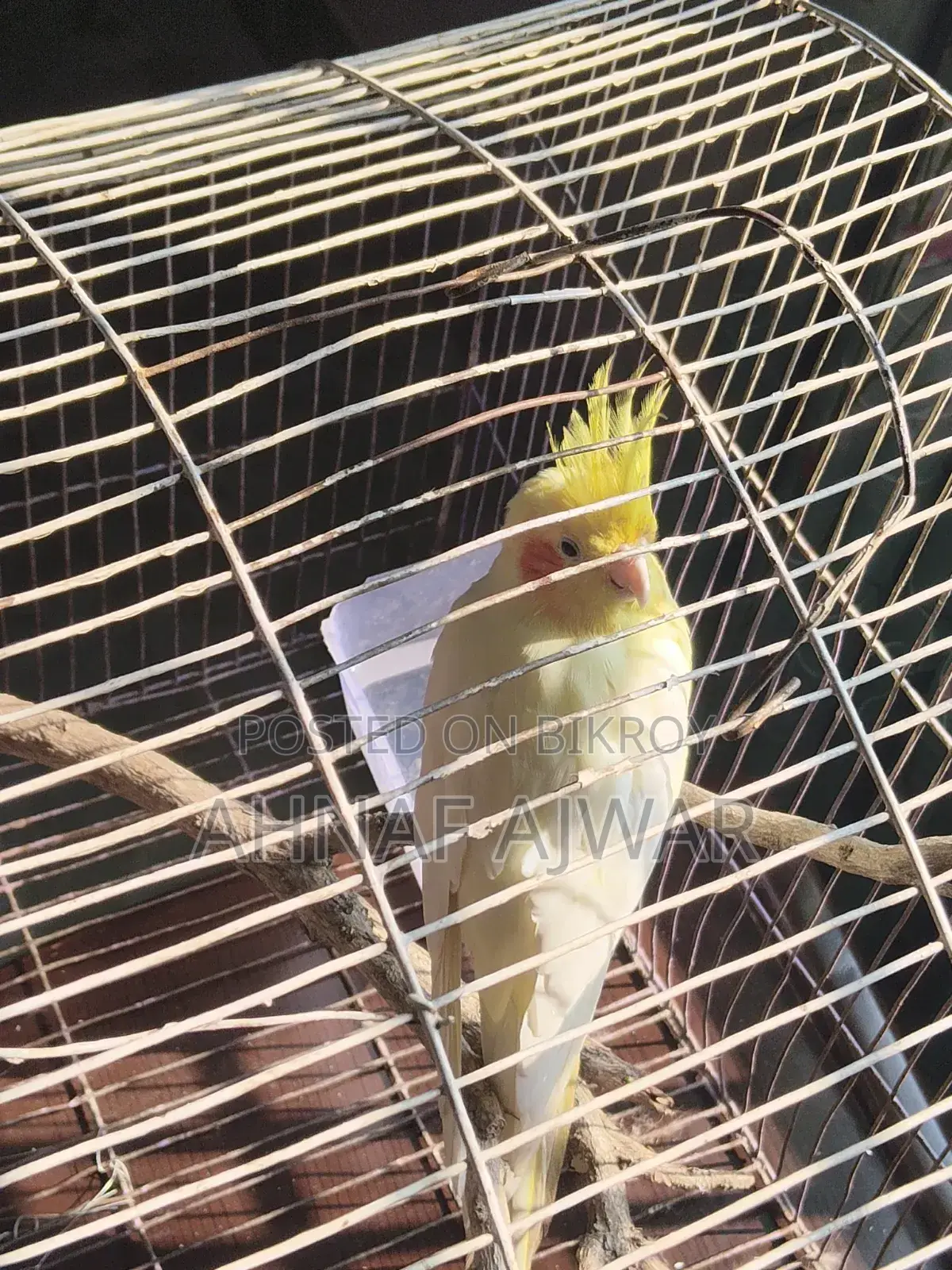Cockatiel Bird