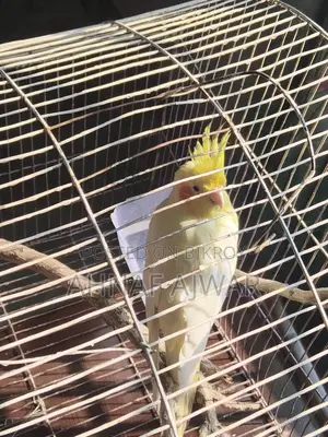 Cockatiel Bird