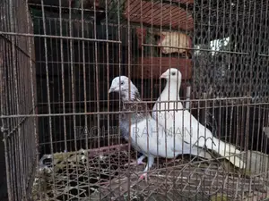 Homer and Benares Pigeons