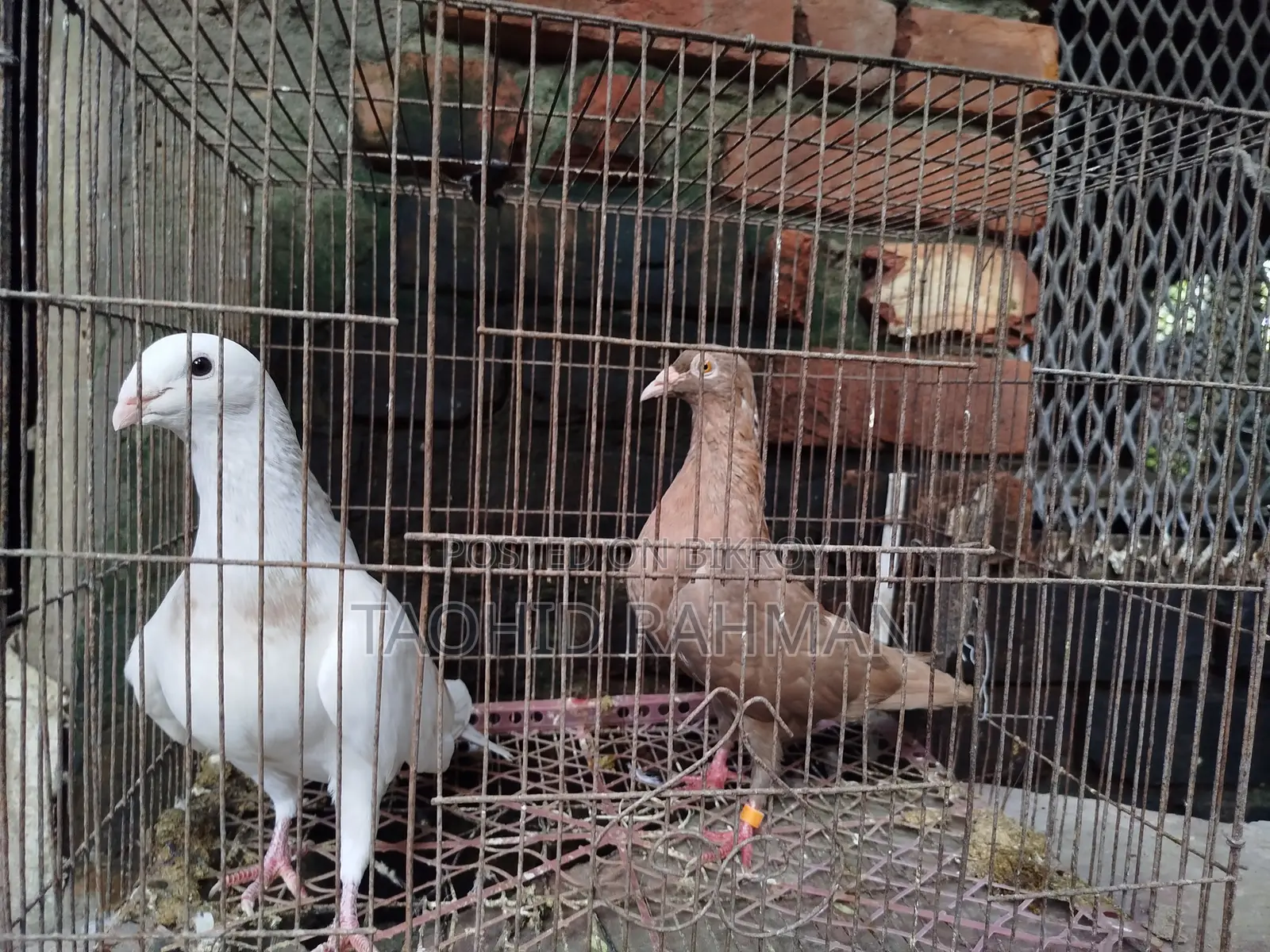 Homer and Benares Pigeons