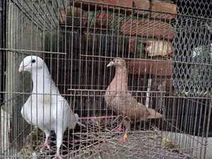 Homer and Benares Pigeons