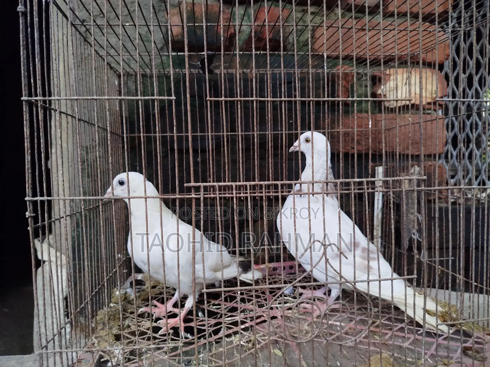 Homer and Benares Pigeons
