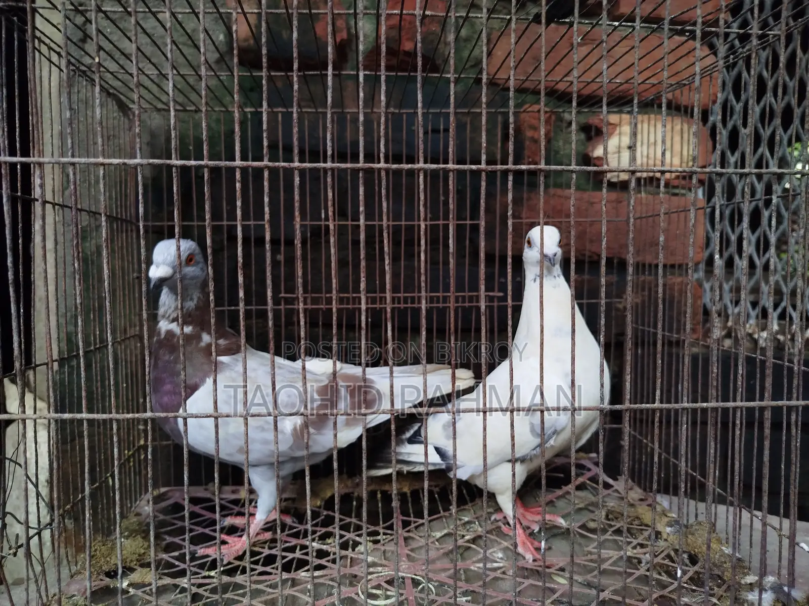 Homer and Benares Pigeons
