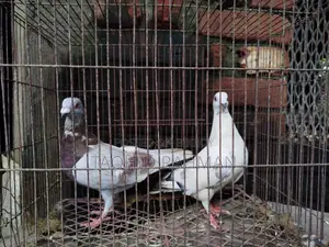 Homer and Benares Pigeons