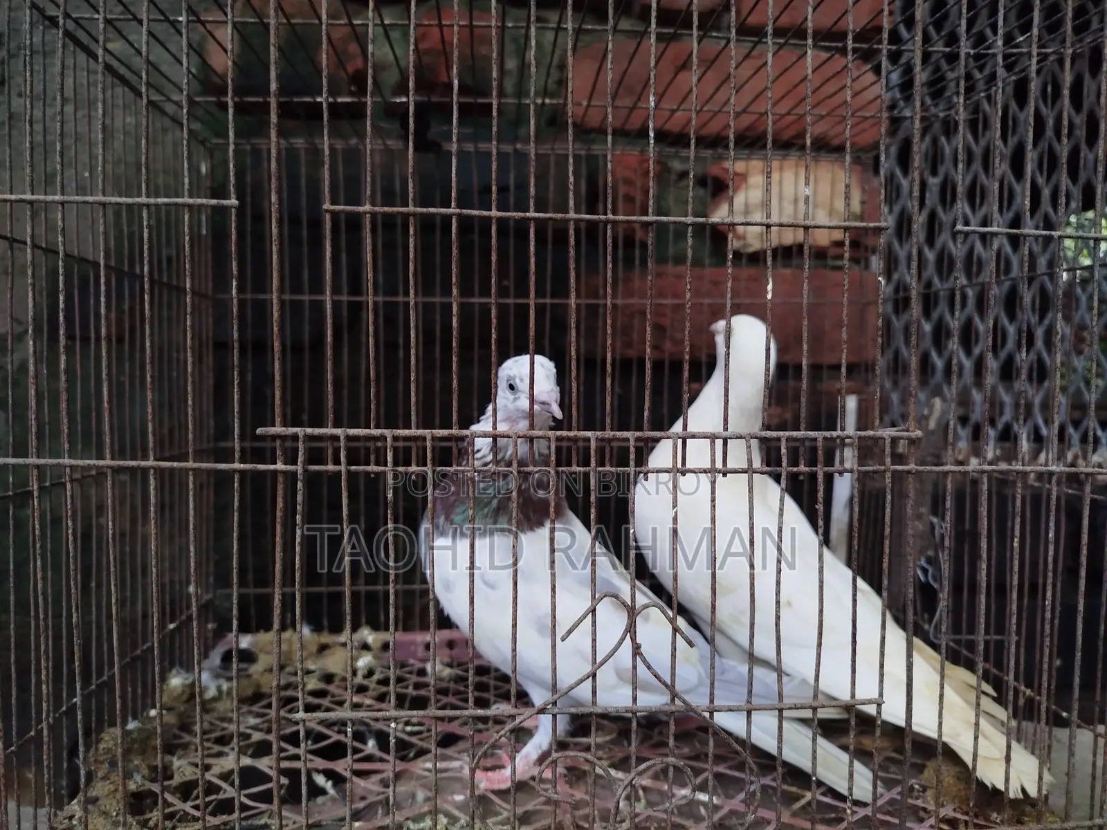 Homer and Benares Pigeons